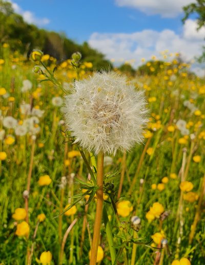 Close up of dandelion head in the meadow