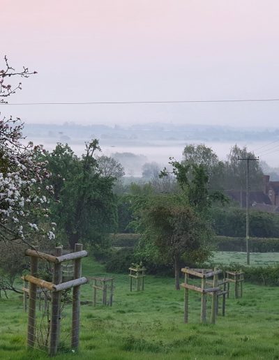 Pink sky and view down the orchard at sunrise