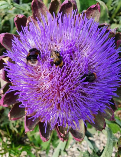 Bees on an ornamental thistle